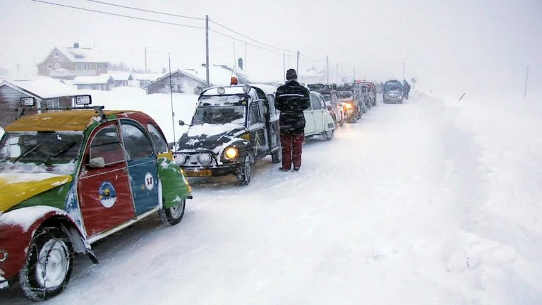 Arctic Ducks on a move towards the north – complete madness or a way of life?